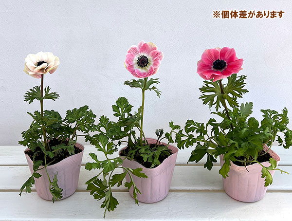 アネモネ:絢花(アヤカ)ピンク系3~3.5号ポット