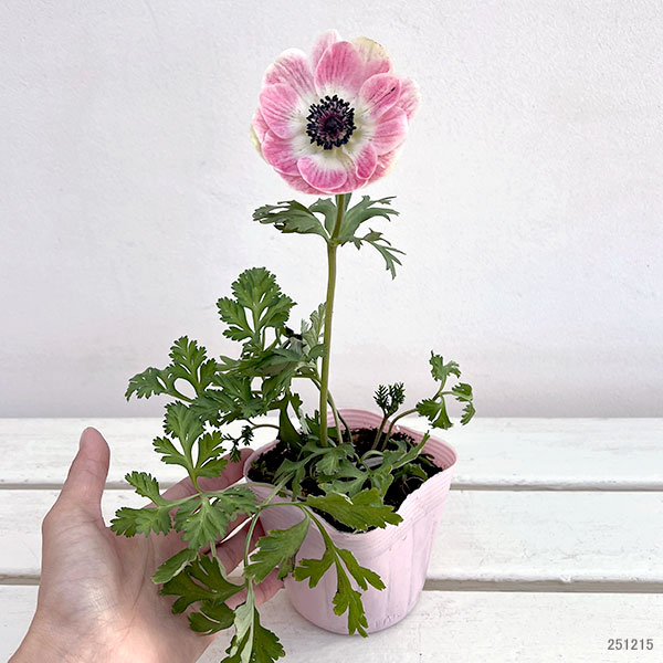 アネモネ:絢花(アヤカ)ピンク系3~3.5号ポット