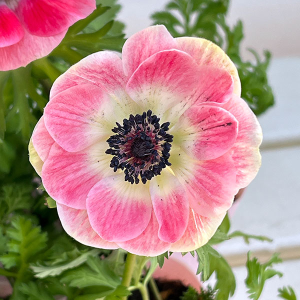 アネモネ:絢花(アヤカ)ピンク系3~3.5号ポット