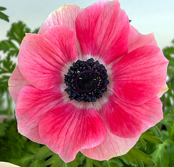 アネモネ:絢花(アヤカ)ピンク系3~3.5号ポット