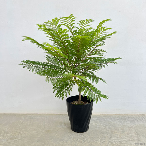 ジャカランダ:日南ブルー6号鉢植え