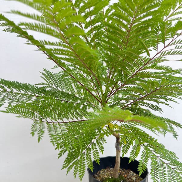 ジャカランダ:日南ブルー6号鉢植え