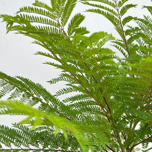 ジャカランダ:日南ブルー6号鉢植え