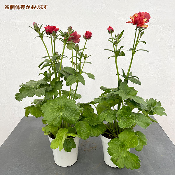 [26年1月中下旬予約]ラナンキュラス：サラセレネ　カルキノス5号鉢植え