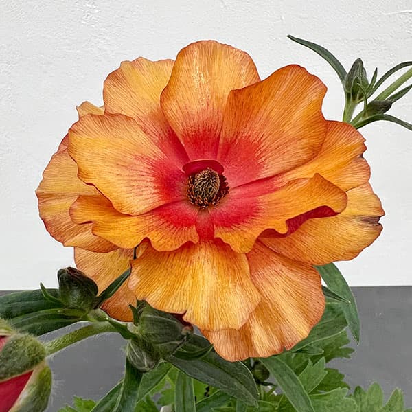 園芸ネット本店｜ラナンキュラス：ソルトムーン スカーレット3.5-4号