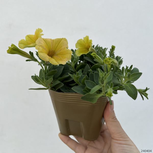 園芸ネット本店｜ペチュニア：フェイマス インディアンサマー3.5号