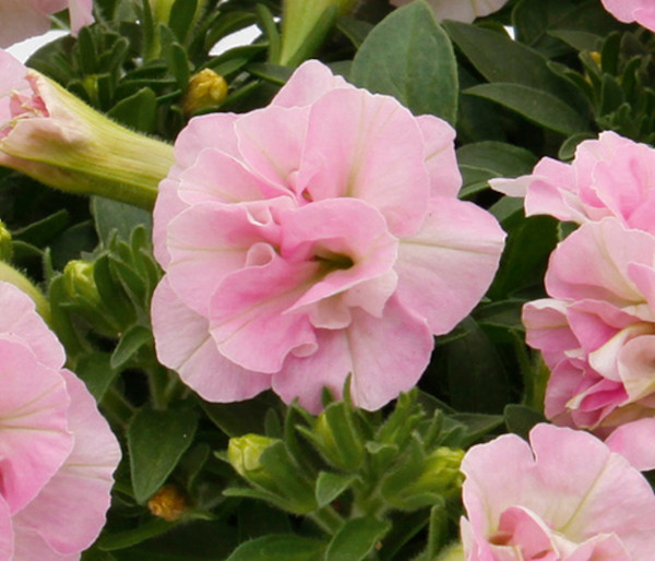 ペチュニア：ダブルフェイマス ライトピンク3.5号ポット