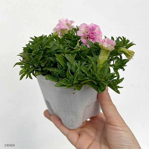 ペチュニア：ダブルフェイマス ライトピンク3.5号ポット