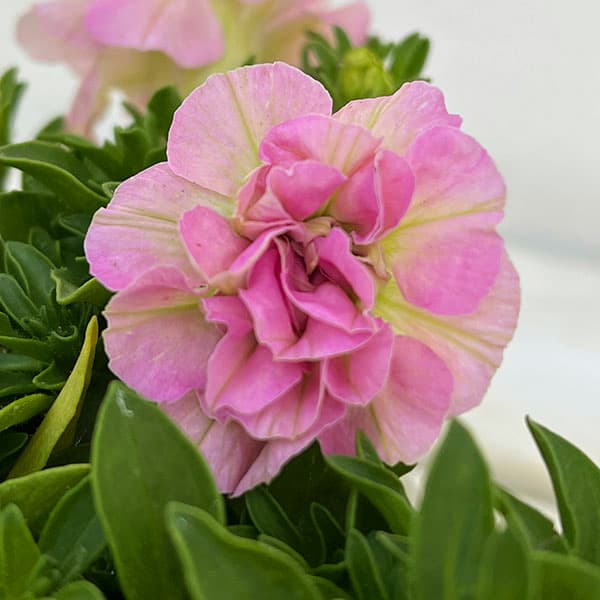 ペチュニア：ダブルフェイマス ライトピンク3.5号ポット