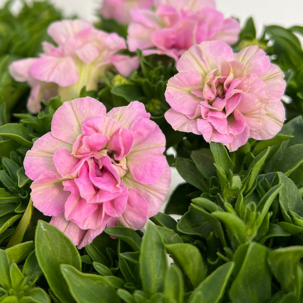 ペチュニア：ダブルフェイマス ライトピンク3.5号ポット