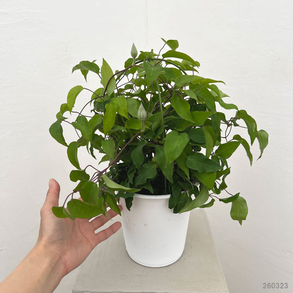 園芸ネット本店｜クレマチス：相田（そうだ）5号鉢植え の通販【公式】