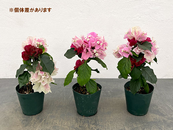 ブーゲンビレア：チョコレートパフェ3.5号鉢植え