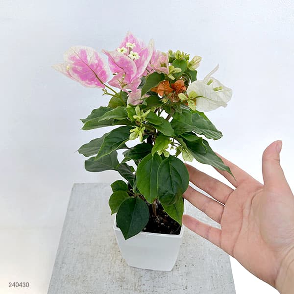 ブーゲンビリアオレンジ斑入り　No11 ブーゲンビリアオレンジ斑入り No11 ブーゲンビリアオレンジ