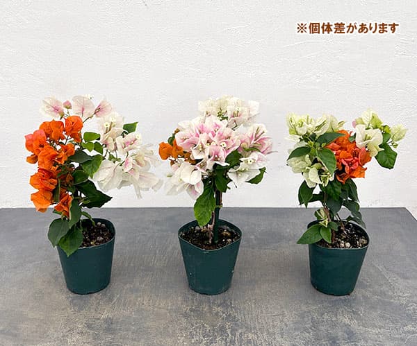 ブーゲンビレア：オレンジパフェ3.5号鉢植え