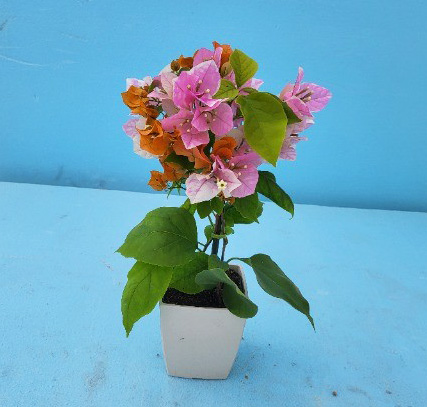 [春の鉢花予約]ブーゲンビレア：オレンジパフェ3.5号鉢植え