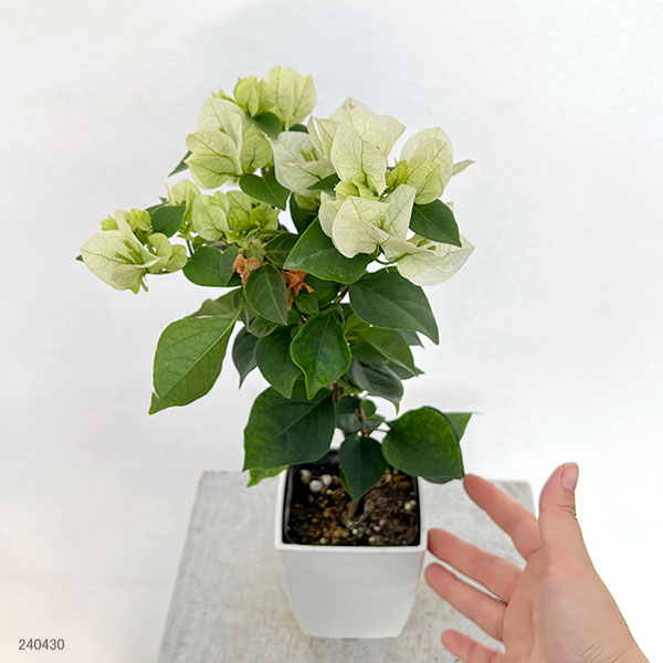 園芸ネット本店｜ブーゲンビレア：ブラオレ3.5号鉢植え の通販【公式】