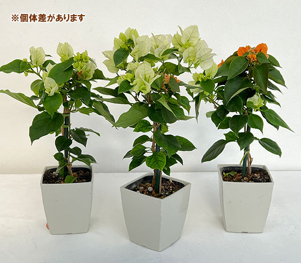 園芸ネット本店｜ブーゲンビレア：ブラオレ3.5号鉢植え の通販【公式】