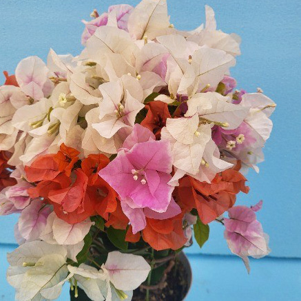 園芸ネット本店｜ブーゲンビレア：ブラオレ3.5号鉢植え の通販【公式】