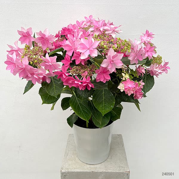 紫陽花  ダンスパーティー　② 園芸ネット本店｜アジサイ：ハッピー＆ダンスパーティ（ピンク）2色