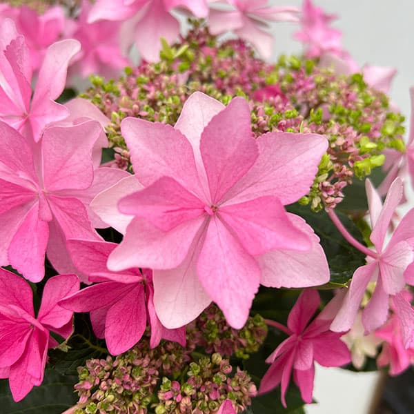 アジサイ：ハッピー＆ダンスパーティ（ピンク）2色植え 5号鉢植え