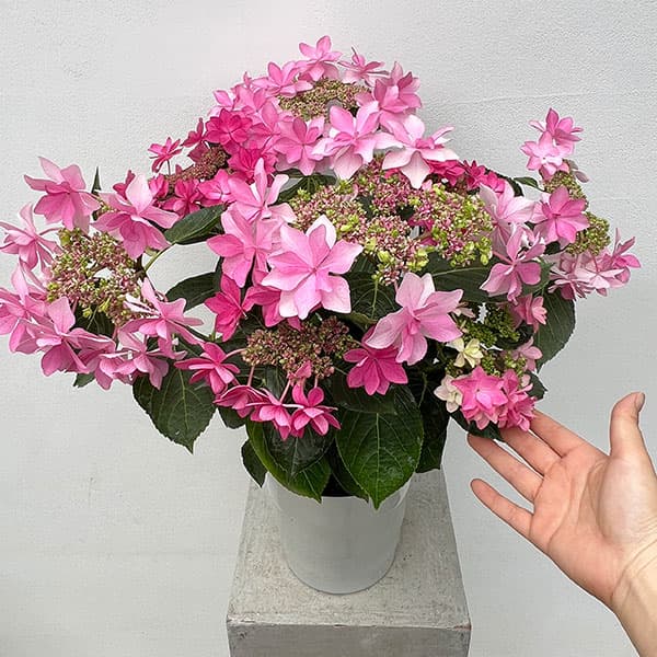 園芸ネット本店｜アジサイ：ハッピー＆ダンスパーティ（ピンク）2色