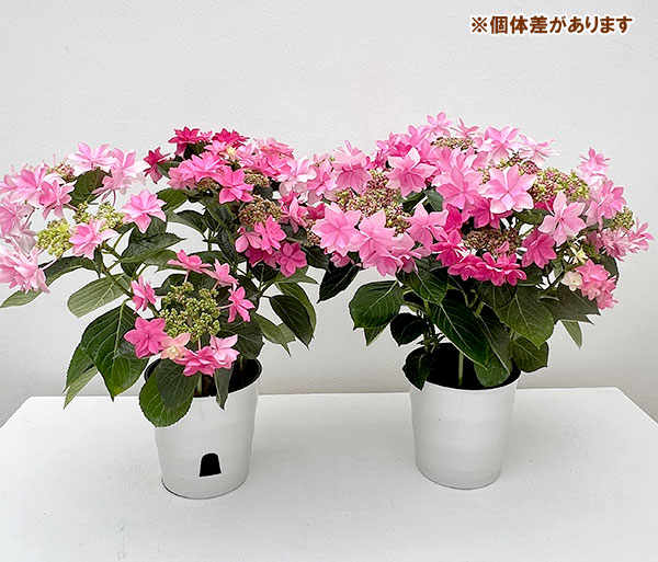 紫陽花  ダンスパーティー　② 園芸ネット本店｜アジサイ：ハッピー＆ダンスパーティ（ピンク）2色