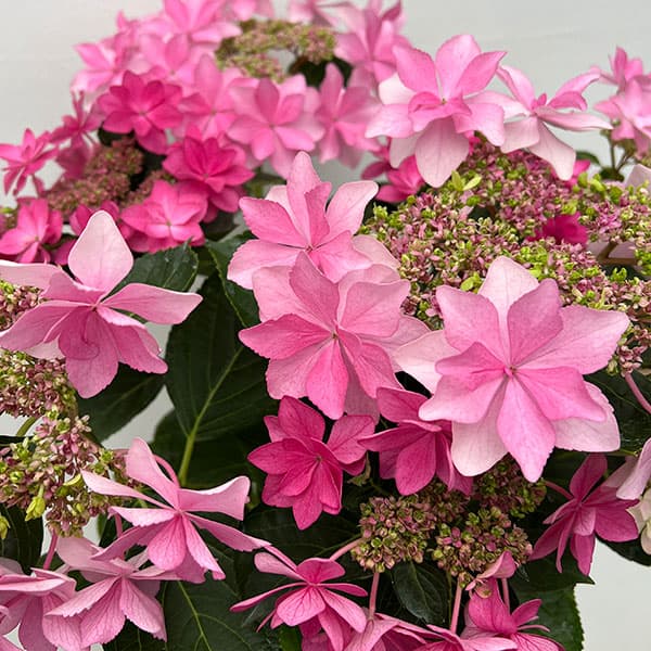 紫陽花  ダンスパーティー　② Amazon.co.jp: アジサイ ダンスパーティーハッピー 7.5cmポット