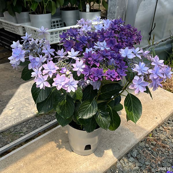 (わけあり特価)アジサイ:ハッピー&ダンスパーティ(ブルー)2色植え 5.5号鉢植え