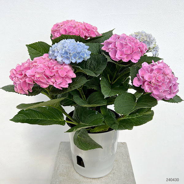 アジサイ：マジカルレボリューション2色植え 5号鉢植え の通販