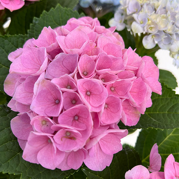 園芸ネット本店｜アジサイ：マジカルレボリューション2色植え 5号