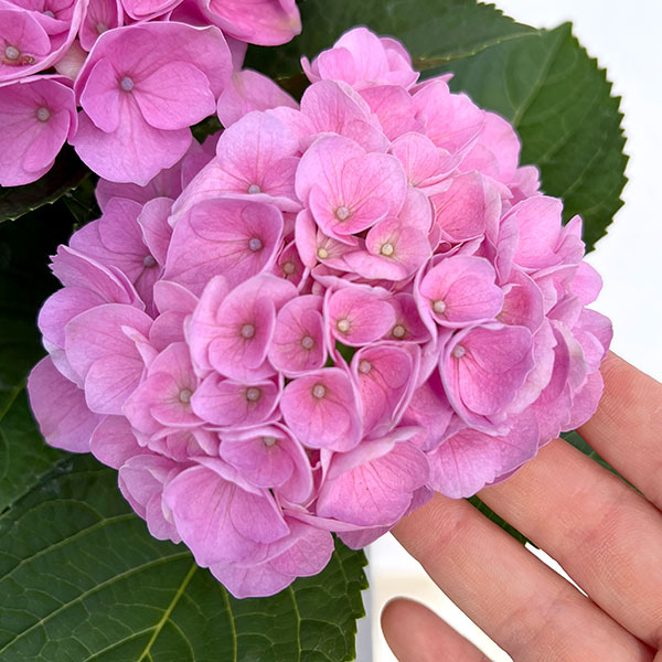テ*ー様 アジサイ　4寸1種2色10鉢 マジカルレボリューション　紫陽花 アジサイ：マジカルレボリューション（ピンク）4号鉢植え* の