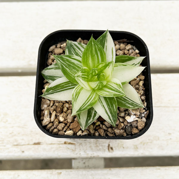 園芸ネット本店｜ハオルチア：プラニフォリア 花時計 3号スクエア鉢24