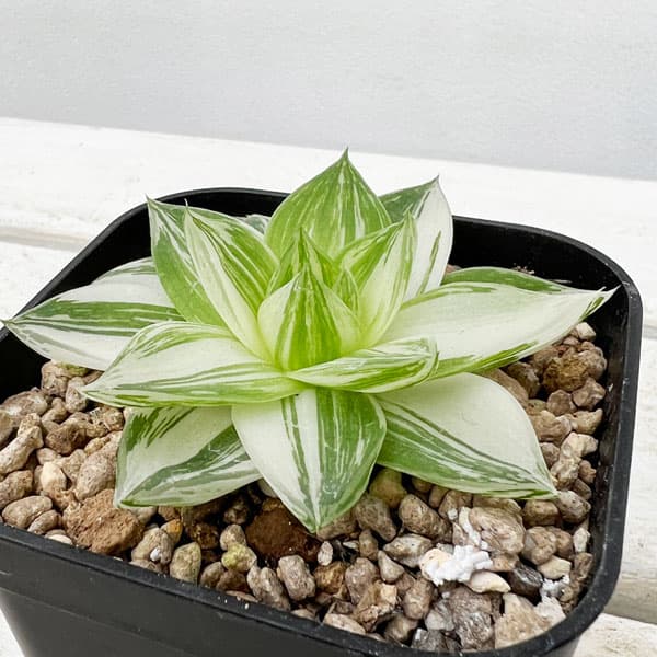 花入3点 辻村史朗の花器 — Kami Ya Co.,Ltd. | 株式会社かみ屋