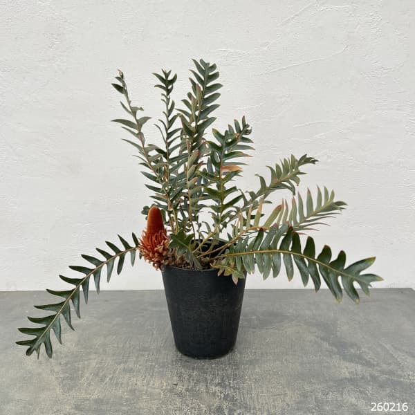 バンクシア：ブレクニフォリア 5号鉢植え