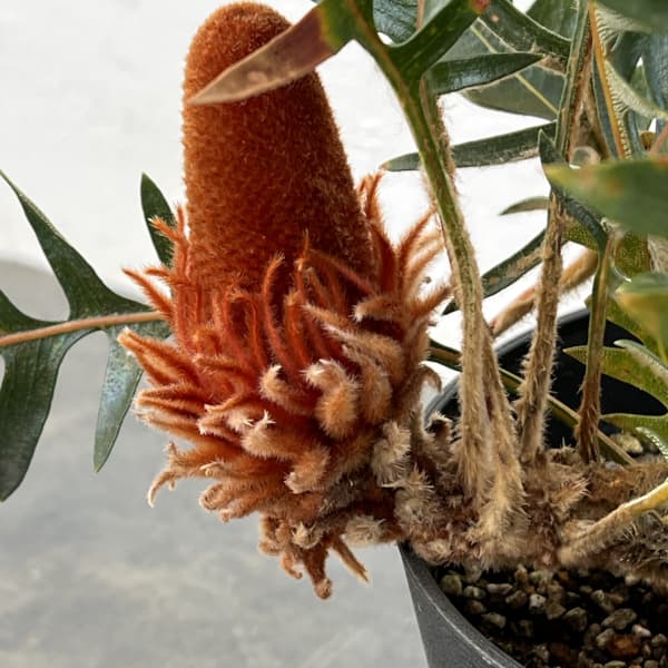 バンクシア：ブレクニフォリア 5号鉢植え