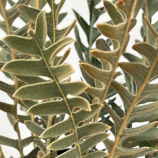 バンクシア：ブレクニフォリア 5号鉢植え