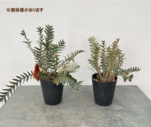 バンクシア：ブレクニフォリア 5号鉢植え