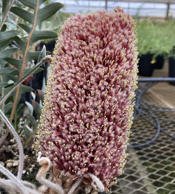 バンクシア：ブレクニフォリア 5号鉢植え