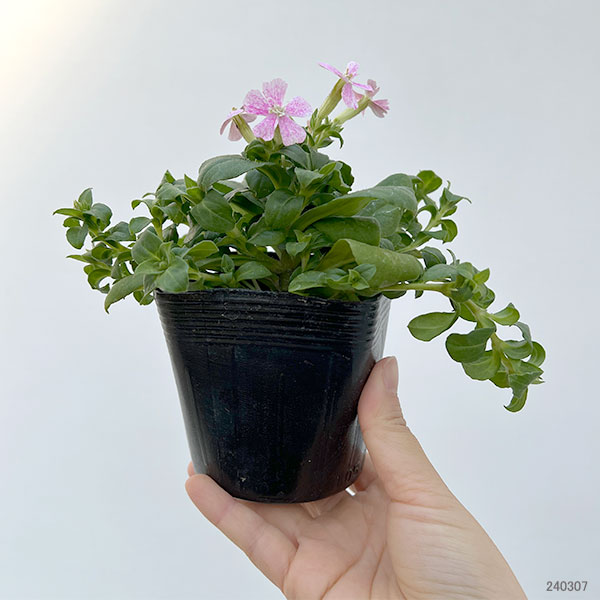 シレネ：カロリニアーナ　桃色ポルカ3.5号ポット
