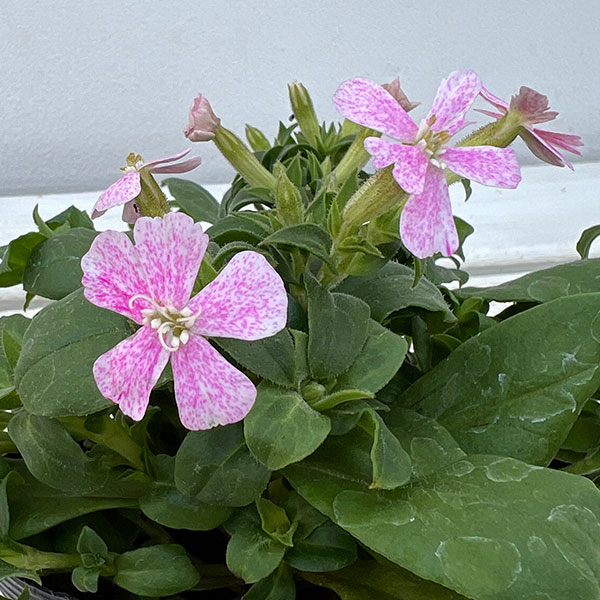 シレネ：カロリニアーナ　桃色ポルカ3.5号ポット