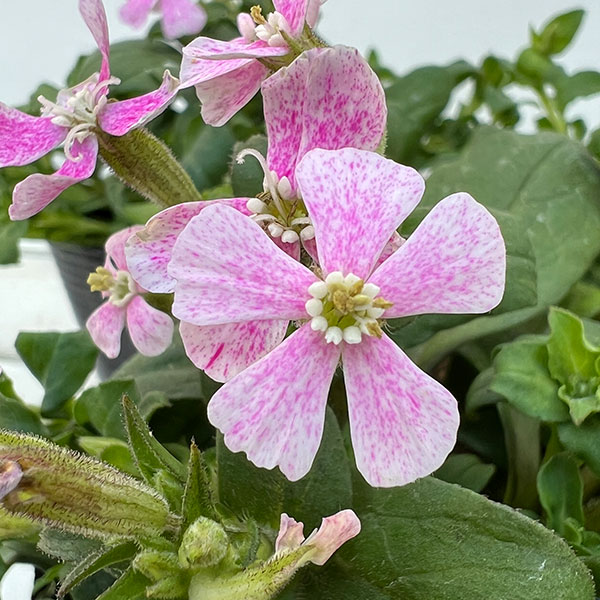 シレネ：カロリニアーナ　桃色ポルカ3.5号ポット