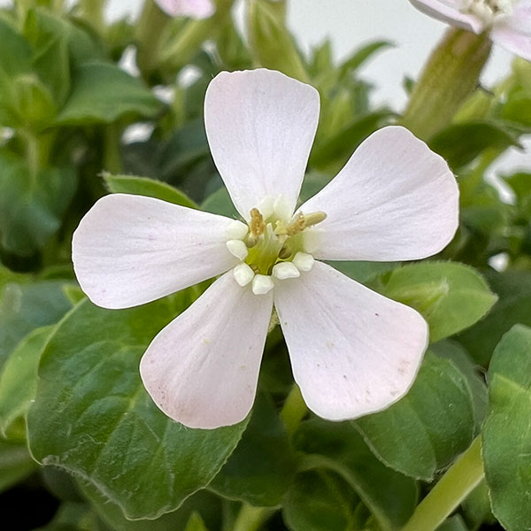 シレネ：カロリニアーナ　桃色ポルカ3.5号ポット