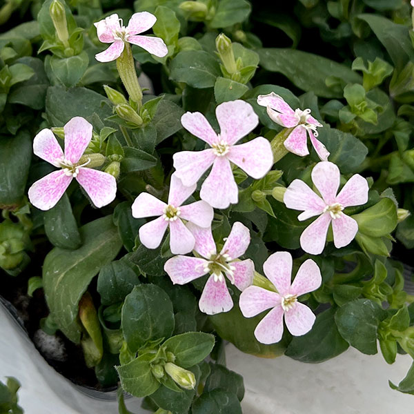 シレネ：カロリニアーナ　桃色ポルカ3.5号ポット