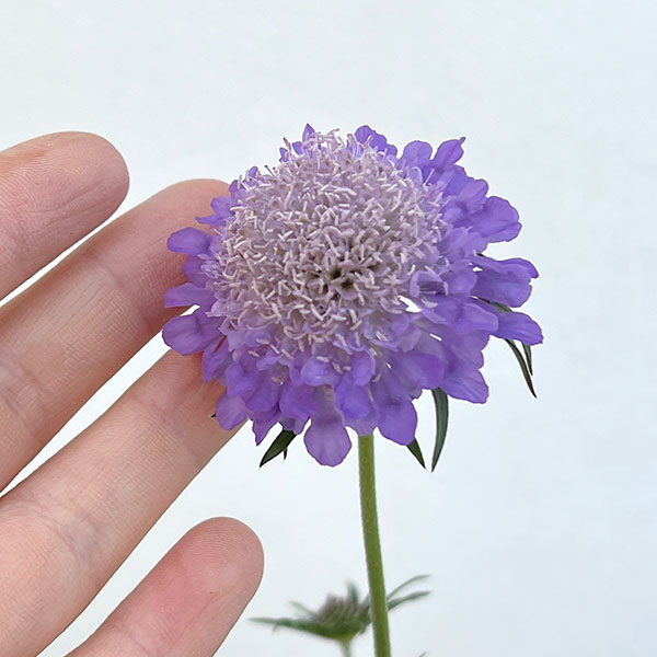 スカビオサ:ピンクッションブルー3.5号ポット