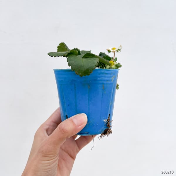 イチゴ(四季なり):サマーベリー3号ポット