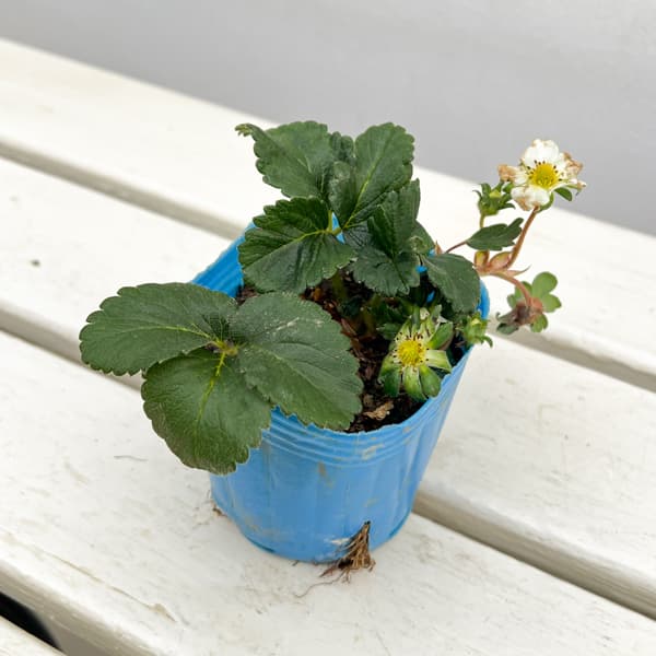 イチゴ(四季なり):サマーベリー3号ポット