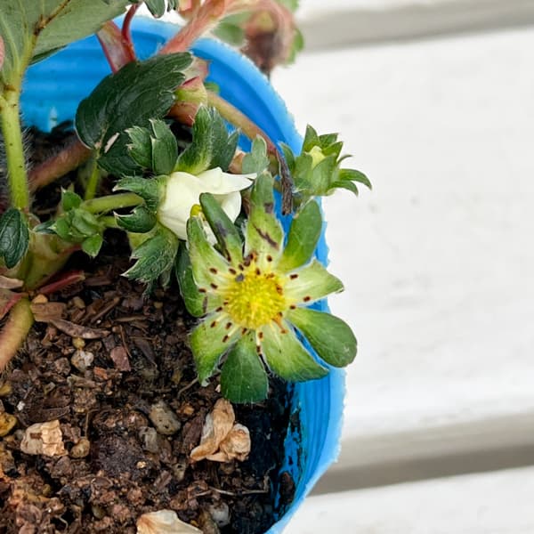 イチゴ(四季なり):サマーベリー3号ポット