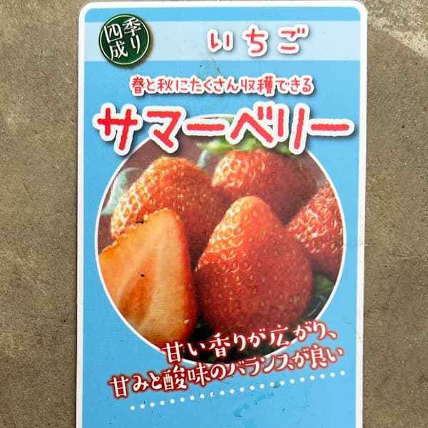 イチゴ(四季なり):サマーベリー3号ポット