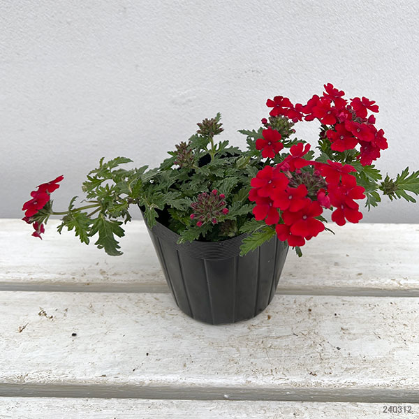 バーベナ:マジェラナ レッド3.5号ポット