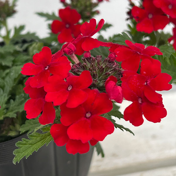 バーベナ:マジェラナ レッド3.5号ポット